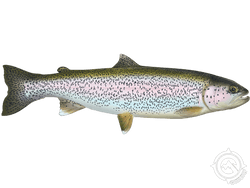 Rainbow Trout